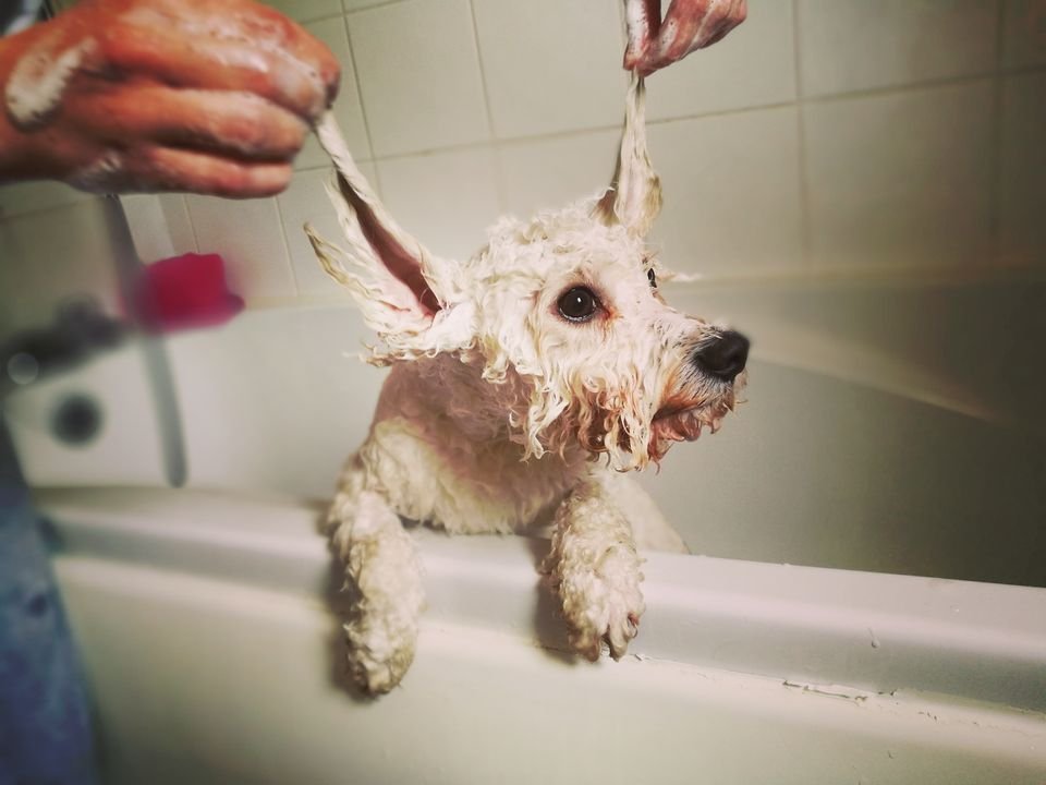 BATHE YOUR DOG AT HOME