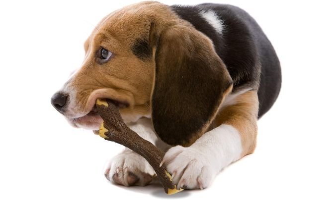 Stop Dog Chewing Real Wood Stick