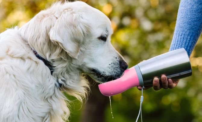 MalsiPree Leak Proof Stainless Steel Portable Dog Water Bottle Review