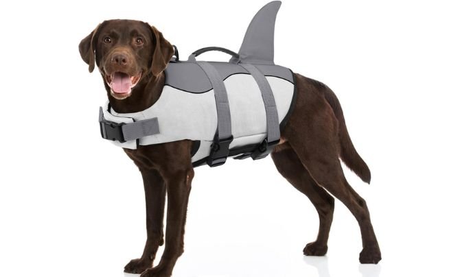 Bess Bridal Dog Life Jacket Review