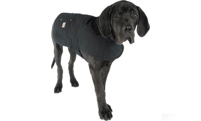 Carhartt Firm Duck Insulated Dog Chore Coat Review