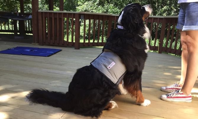 CoolerDog Dog Cooling Vest and Cooling Collar