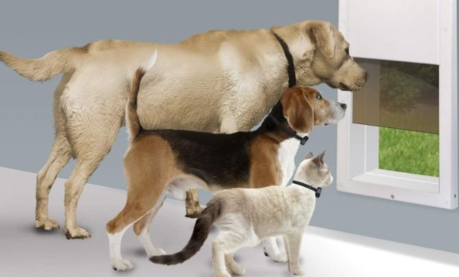 Electronic and Smart Doors