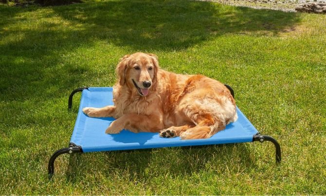 Furhaven Elevated Dog Bed Review