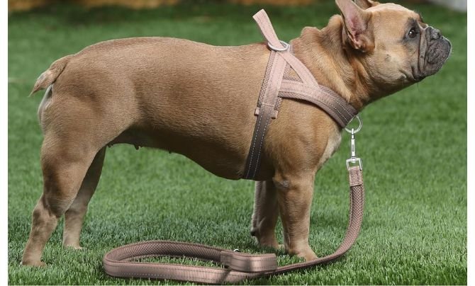 Plutus Pet No Pull Dog Harness