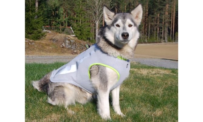 SGODA Dog Cooling Vest Harness Cooler Jacket
