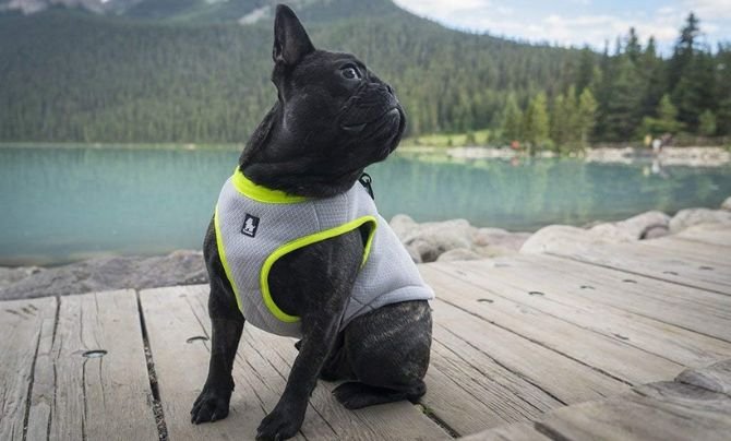 Truelove Dog Cooling Vest Harness Cooler Jacket