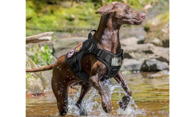 rabbitgoo Upgraded Tactical Dog Harness