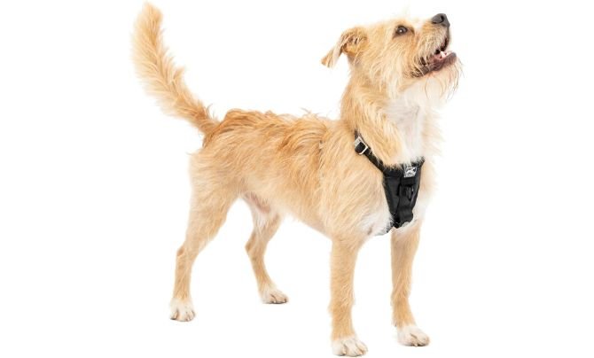 Kurgo Enhanced Strength Tru-Fit Smart Dog Harness Review (2026 Update)