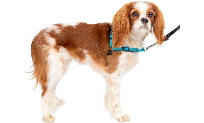 PetSafe Easy Walk Deluxe Dog Harness