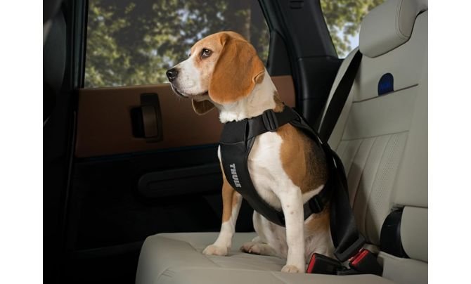 Thule Cappy Dog Harness S Review (2026 Update)