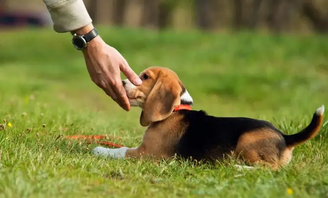 Basic Commands Every Puppy Should Learn
