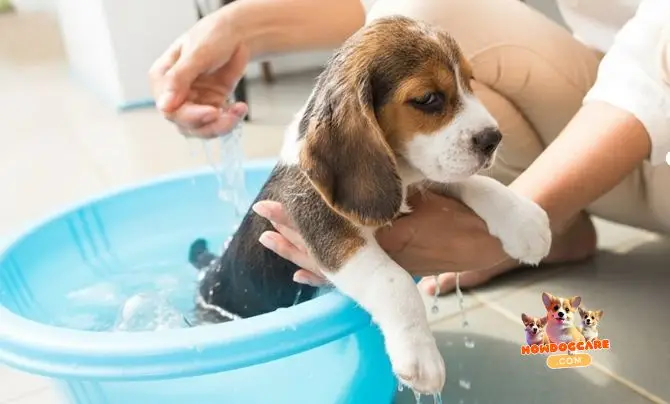 Bathing and Brushing Routine