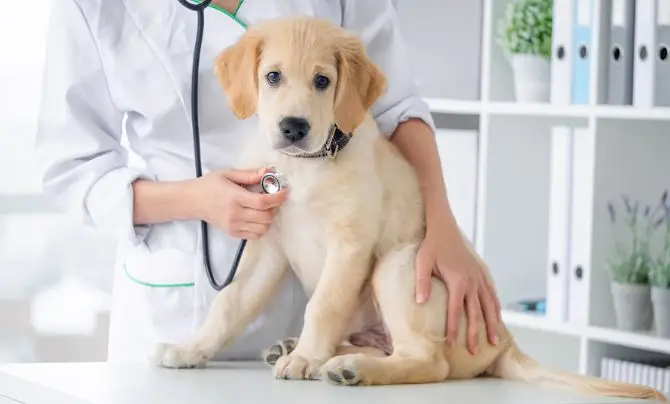 First Vet Visit Checklist 1