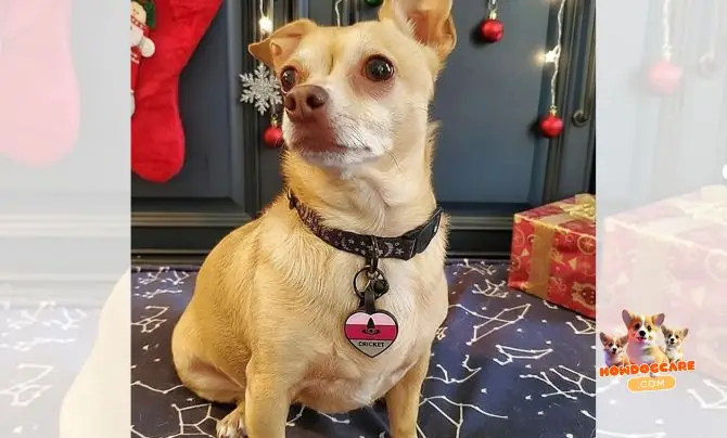 Leashes, Harnesses, and ID Tags
