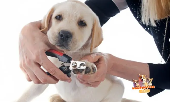 Nail Clipping and Ear Cleaning Checklist