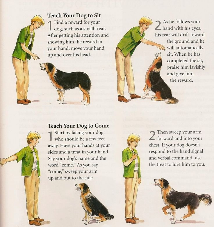 Mirror Method Dog Training Best top care with dogs