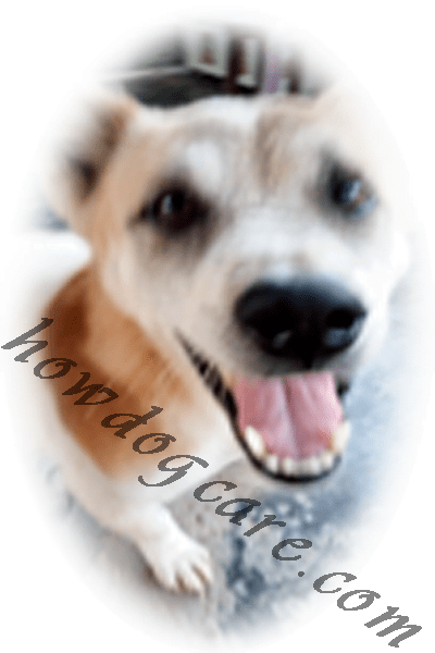 How to dog care - Best top care with dogs