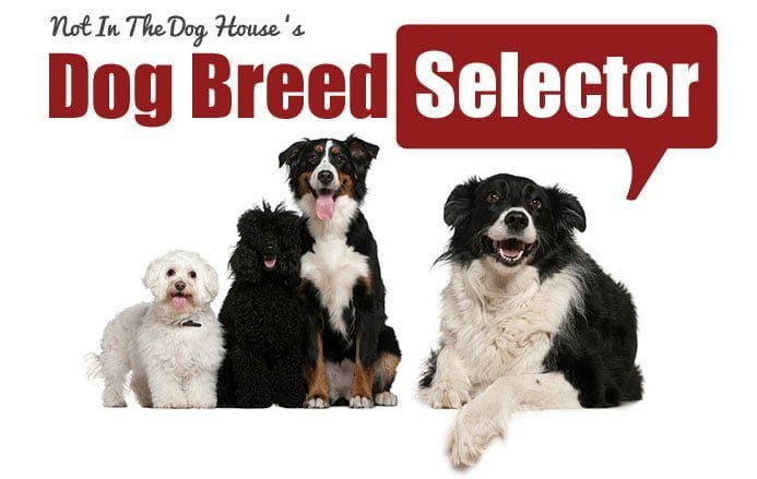 choosing a dog breed questionnaire