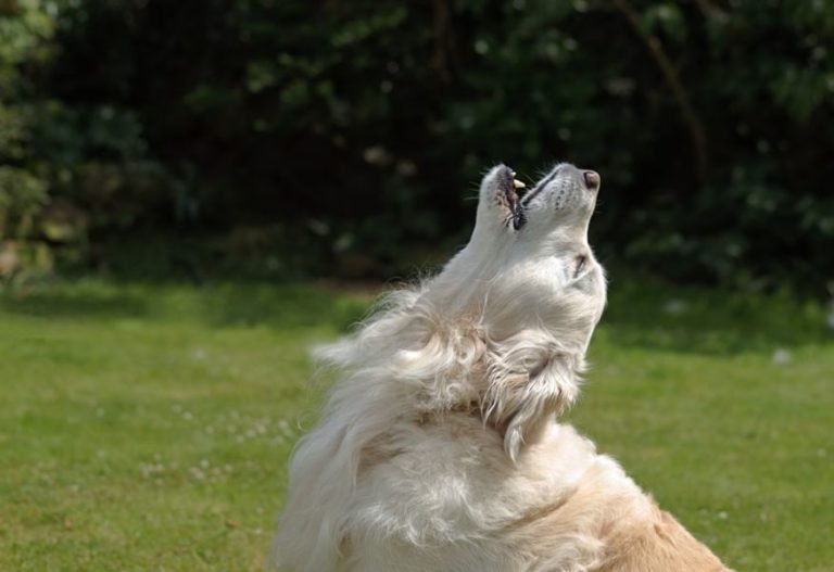 Dog Barking Solutions That Work