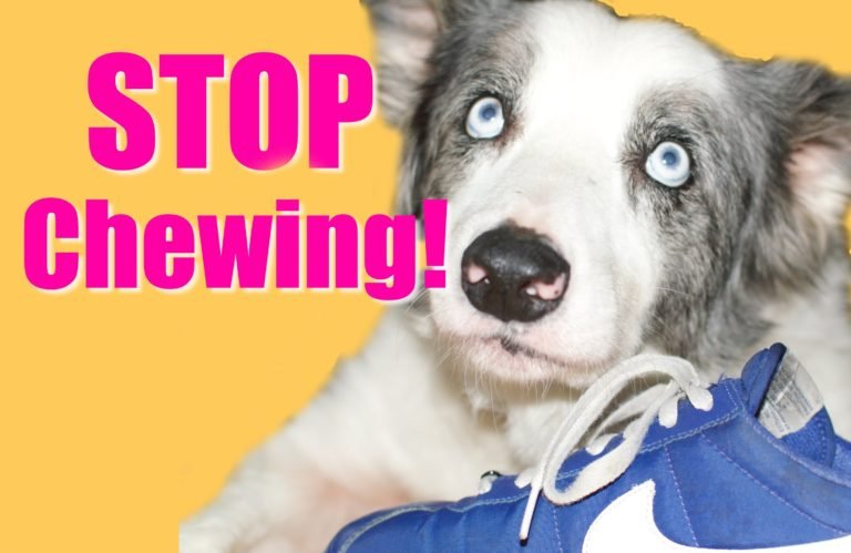 stop dog chewing