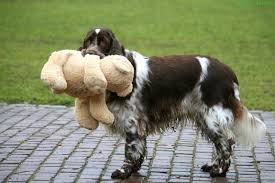 Dog Toys – The Good & The Bad