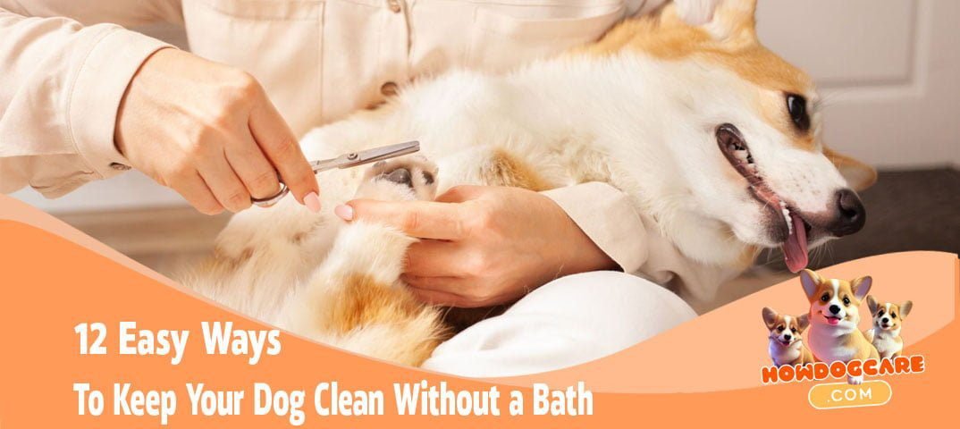 12 Easy Ways to Keep Your Dog Clean Without a Bath - How Dog Care