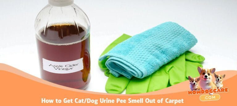 How to Get Cat/Dog Urine Pee Smell Out of Carpet