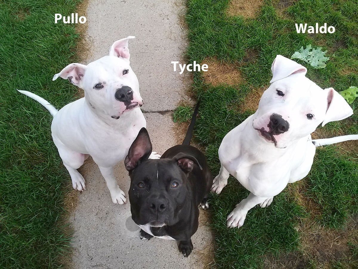 best top care with dogs