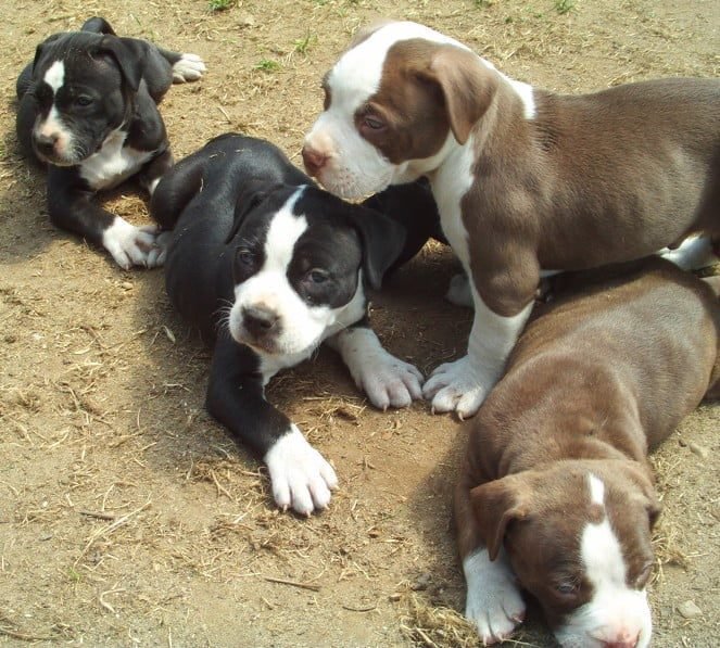 How Many Puppies Can A Pitbull Dog Have?