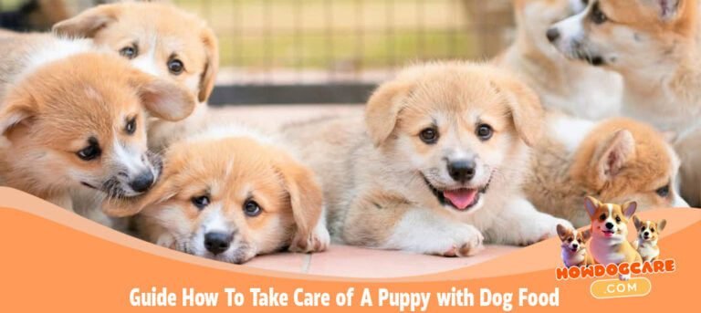 Guide How To Take Care of A Puppy with Dog Food