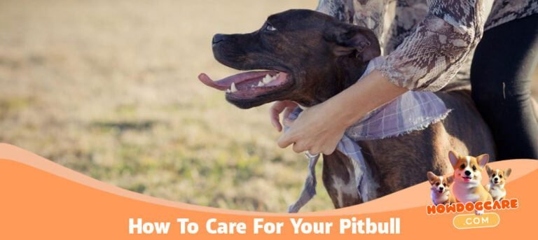How To Care For Your Pitbull