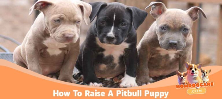 How To Raise A Pitbull Puppy