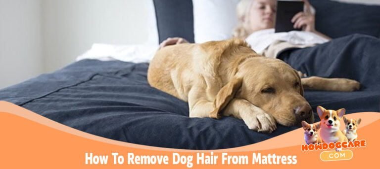 How To Remove Dog Hair From Mattress