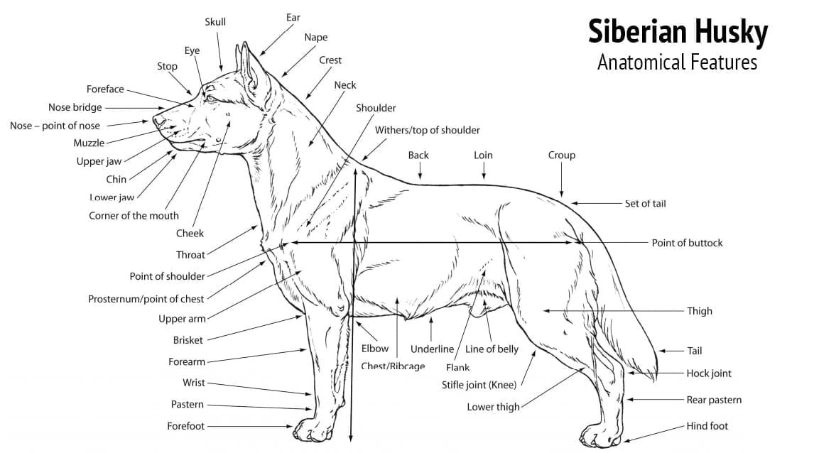 Dog neck anatomy