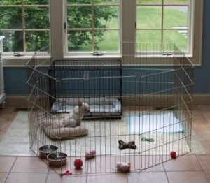 Dog Playpens Are A Must Have For Every Dog
