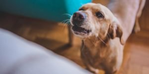 dog barking solutions that work