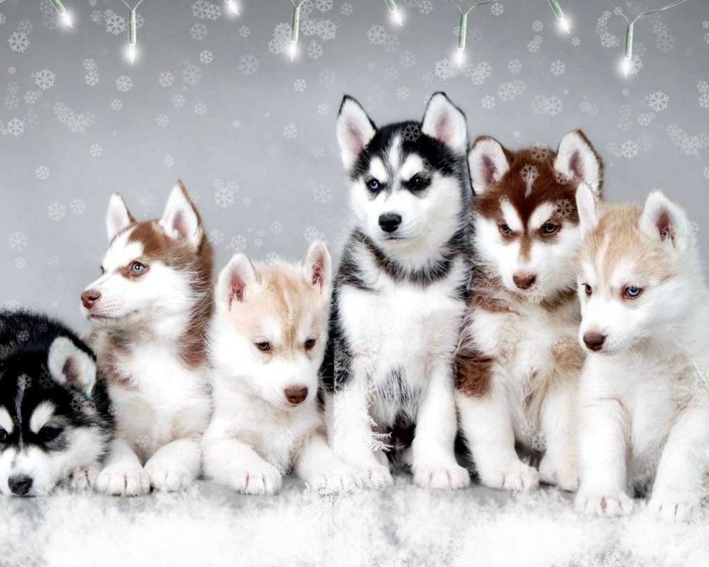 Dog Breeds The Siberian Husky