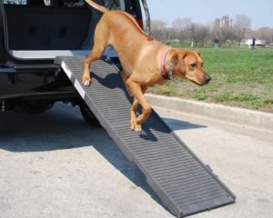 Best Dog Steps and Ramps