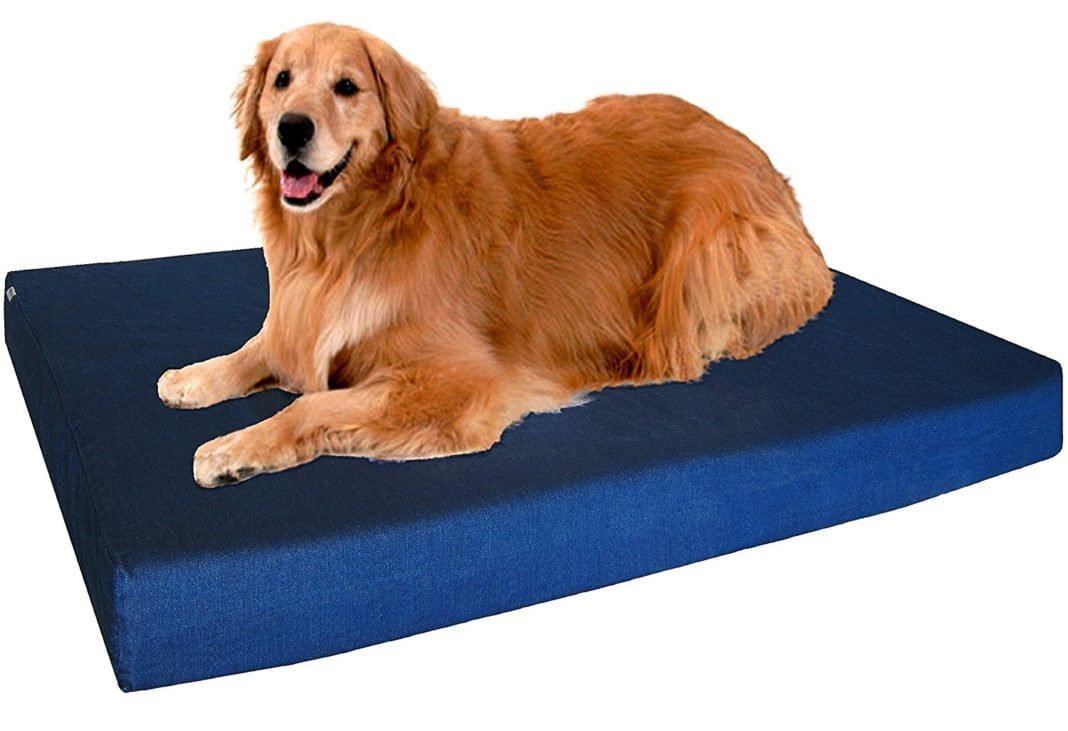 Top 5 Best Memory Foam Dog Beds Reviews How Dog Care