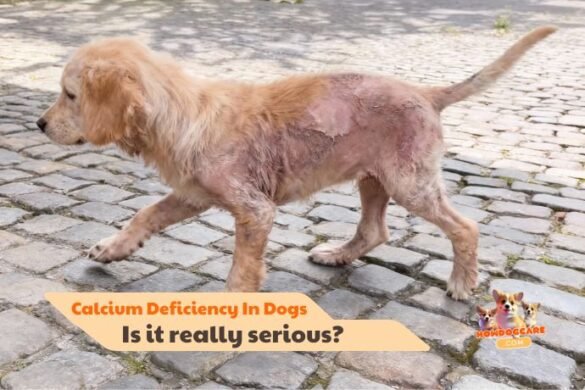 Are calcium deficiency in dogs really serious?