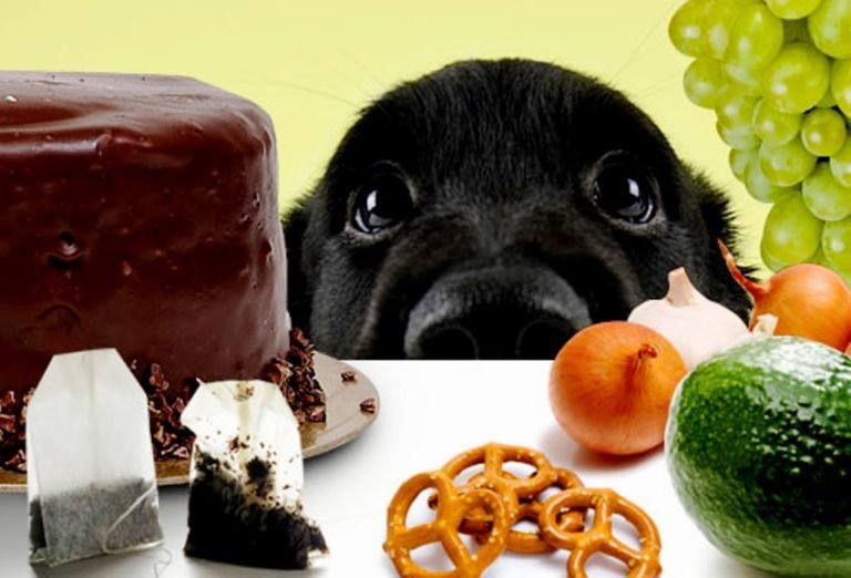 dangerous foods for dogs