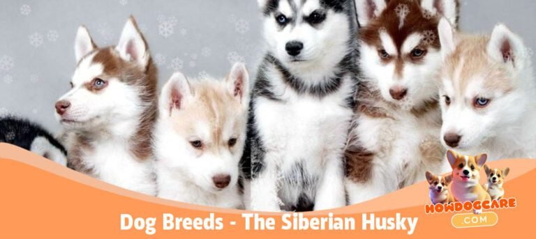 Dog Breeds - The Siberian Husky