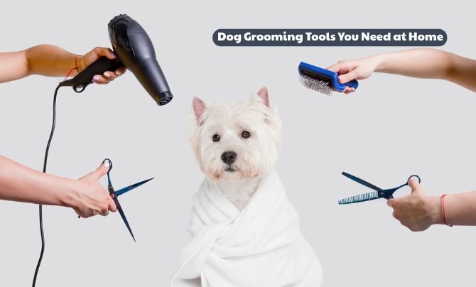 Dog Grooming Can Save You Money