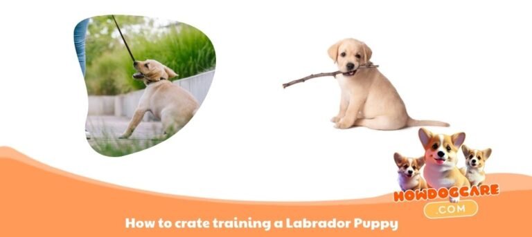 How to crate training a labrador puppy