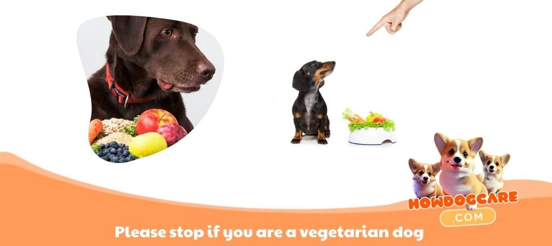 Please stop if you are a vegetarian dog-new Please stop if you are a vegetarian dog-new