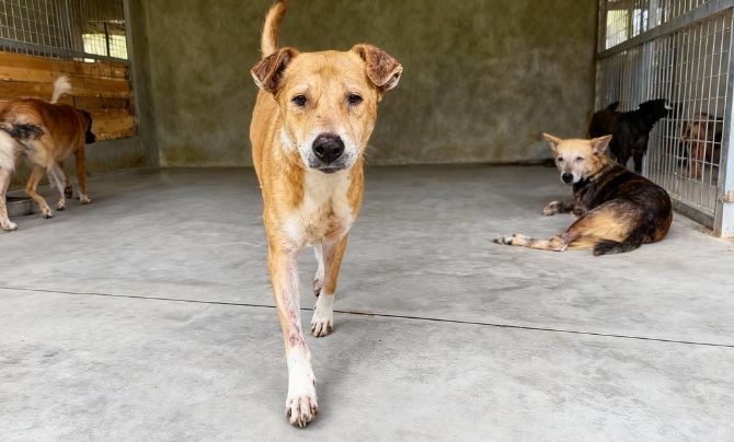 Signs and Symptoms of Calcium Deficiency in Dogs