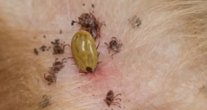 Tick Fleas in pets