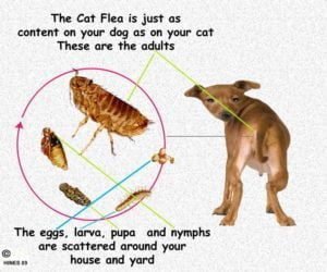 Lice and fleas are very dangerous and should be treated as soon as they are discovered so that your dog stays healthy.