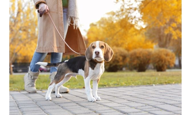 dog needs to exercise - How to Calm a High Energy Dog 1